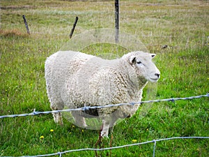 Merino sheep on field in farm, new zealand