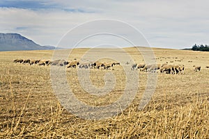 Merino sheep grazing