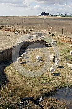 Merino sheep grazing