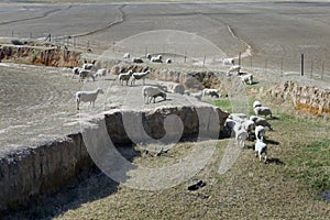 Merino sheep grazing