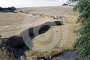 Merino sheep grazing