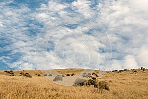 Merino sheep grazing on grassy hill