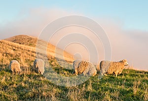 Merino sheep grazing on grassy hill at sunset
