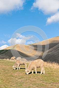 Merino sheep grazing on hillside with blue sky and copy space