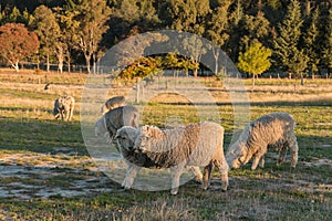 Merino sheep grazing in paddock