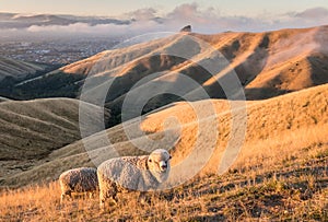 Merino sheep grazing on Wither Hills in New Zealand at sunset