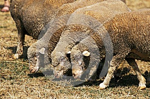 Merino Sheep, Herd of Ewes