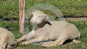 Merino sheep lamb