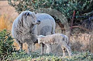 Merino sheep looking out for her newborn baby lamb photo