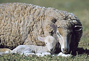 Merino sheep with new lamb