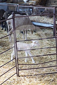 Merino sheep ovis aries eating inside the stable