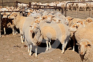 Merino sheep in a paddock