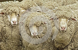 Merino sheep pre shearing on an Australian sheep station