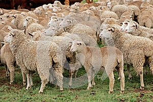 Merino sheep on a rural farm