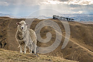Merino sheep standing on grassy hill