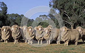 Merino sheep photo