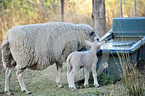 Merino sheep teaching her lamb how to drink water photo