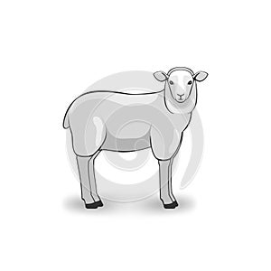 Merino Sheep on white background