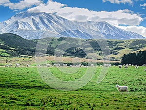 Merino sheeps on field in farm, new zealand