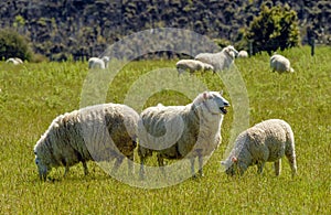Merino sheeps new zealand