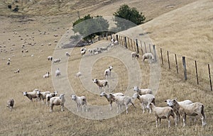 Merino sheeps on pasture photo