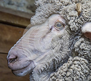 Merino Wether Sheep Head Shot