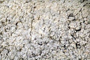 Merino wool texture