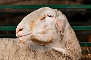 Merinolandschaf or Merino breed of domestic sheep in farm pen