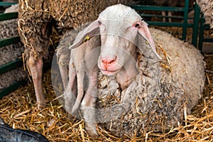 Merinolandschaf or Merino breed of domestic sheep in farm pen