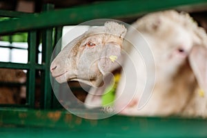 Merinolandschaf or Merino breed of domestic sheep in farm pen