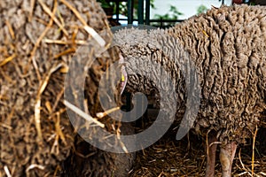 Merinolandschaf or Merino breed of domestic sheep in farm pen