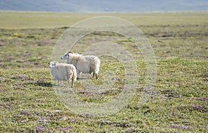 Merinos Sheeps on a green meaedow on iceland
