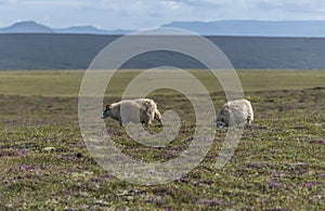 Merinos Sheeps on a green meaedow on iceland