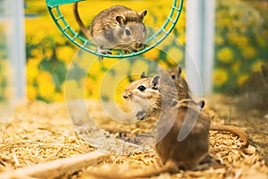 Meriones Unguiculatus, The Mongolian Jird Or Mongolian Gerbil Is A Rodent Belonging To Subfamily Gerbillinae.