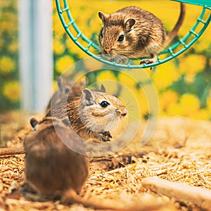 Meriones Unguiculatus, The Mongolian Jird Or Mongolian Gerbil Is A Rodent Belonging To Subfamily Gerbillinae. Popular