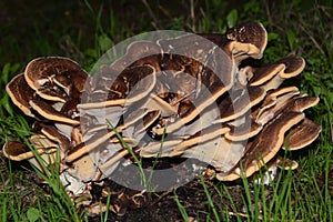Meripilus Giganteus mushroom photo