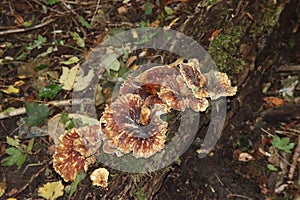 Meripilus giganteus is a polypore fungus in the family Meripilaceae