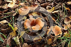 Meripilus giganteus is a polypore fungus in the family Meripilaceae