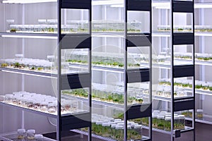 Meristem tissue culture laboratory. photo