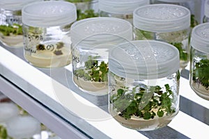 Meristem tissue culture. photo