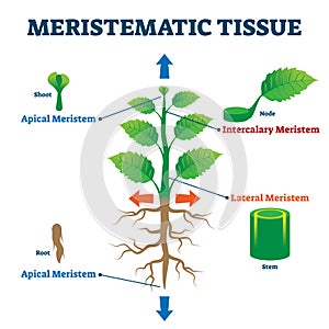 Meristematic tissue vector illustration. Labeled educational plant structure photo