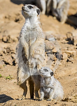 Merkat with baby