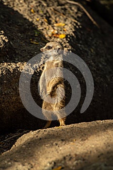 Merkat - on the lookout photo