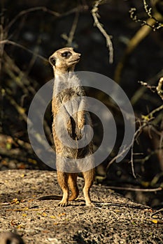 Merkat - on the lookout photo