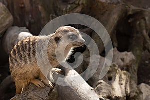 Merkat standing on the branch. Suricata suricatta