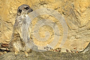 Merkat suricata photo