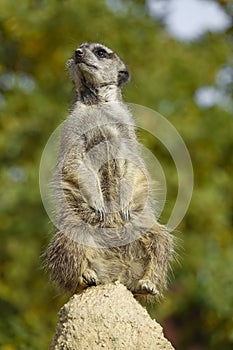 Merkat suricata photo