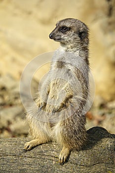 Merkat suricata photo