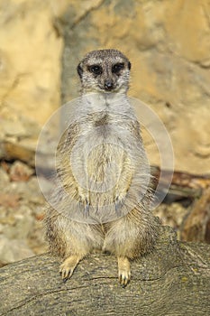 Merkat suricata photo