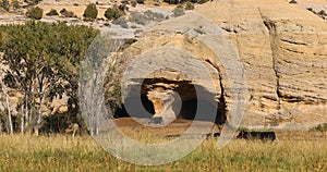 Merkley cave ancient Indian village cows Vernal Utah 4K